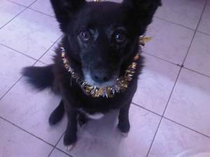 Jackie the wonder dog